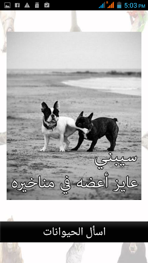 اسأل الحيوانات المُضحكة Screenshot 2
