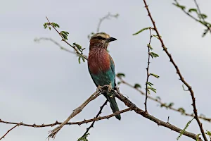 European bee eater Wallpapers Screenshot 0