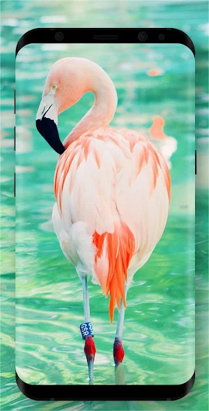 Bird Wallpapers Screenshot 1