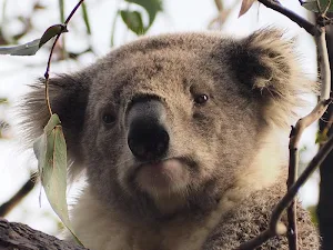 Koala bear wallpapers Screenshot 0