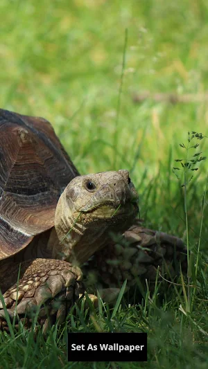Tortoise Wallpaper Screenshot 0