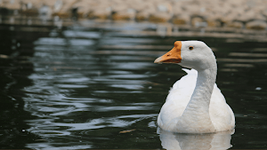 Duck Sounds Screenshot 3