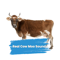 Real Cow Moo Sounds