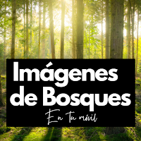 Imágenes de Bosques