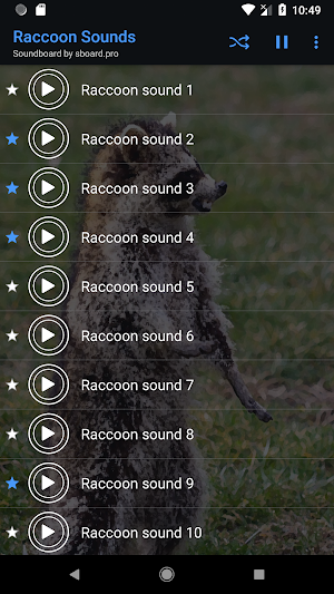 Raccoon Sounds ~ Sboard.pro Screenshot 3