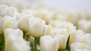 Tulip Flower Wallpaper HD Screenshot 3