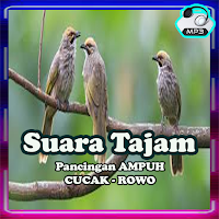 Masteran Cucak Rowo Full Isian