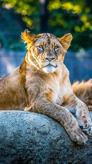Wild Animal Wallpaper 4K Screenshot 3