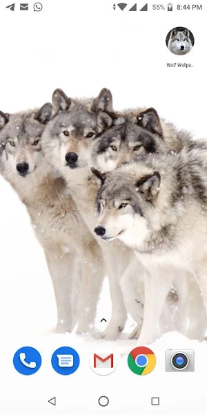 Free Wolf Wallpapers HD Screenshot 1