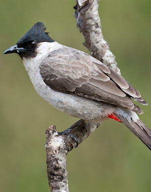 Sooty-headed Bulbul bird sounds ~ Sboard.pro Screenshot 0