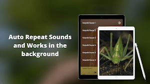 Katydid Sounds Screenshot 2