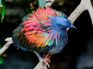 Nicobar Pigeon Wallpaper HD Screenshot 2