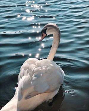 Swan Wallpapers Screenshot 0