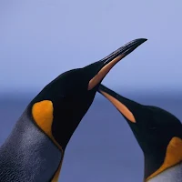 Penguin Wallpapers