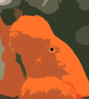 Birds Sounds of Peru ~ Sboard.pro Screenshot 0