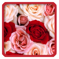 Wallpaper Flowers1
