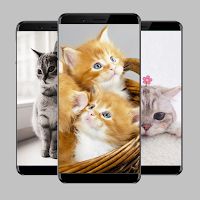 Cats Wallpaper