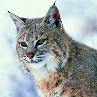 Lynx Wallpapers