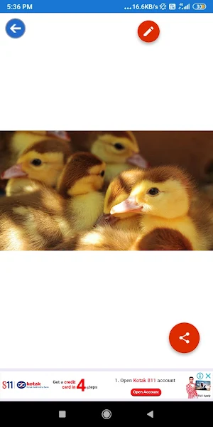 Duck, Flamingo, Parrot, Pigeon Wallpapers Screenshot 3