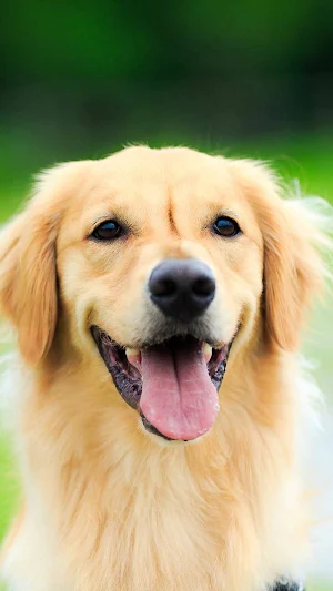 Golden Retriever Wallpaper Screenshot 2
