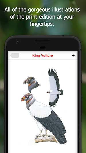 Birds of Ecuador Screenshot 3