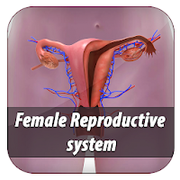 female reproductive system app