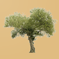 El Olivar