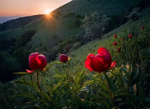 Peony Wallpapers Screenshot 2