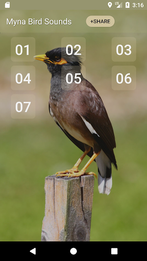 Myna Bird Sound Ringtones Screenshot 0