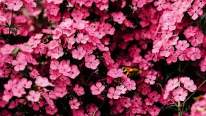 Pink Flower Wallpaper Screenshot 0