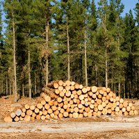 Logging Sounds