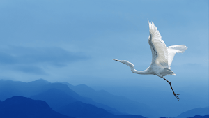 Crane Bird Sounds Screenshot 3