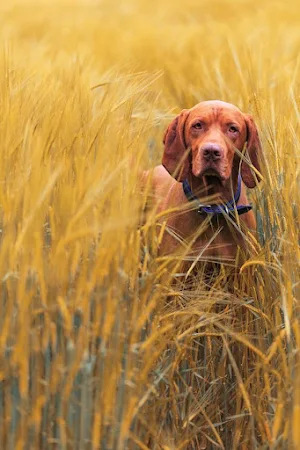 Vizsla Dog Wallpapers Screenshot 1