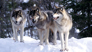Wolf Simulator 3d Animal Games Screenshot 3