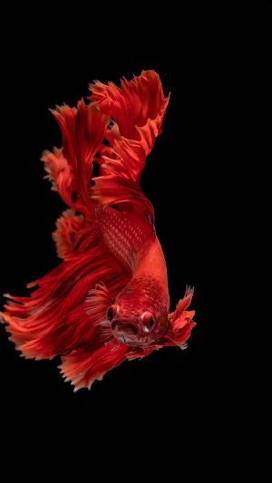 Cute Fish wallpaper HD Screenshot 1