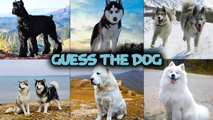 Dog quiz game Screenshot 0