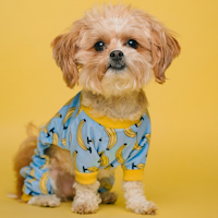 Cute dog wallpapers puppy