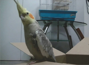 Cockatiel Sounds Offline (Teach Sound) Screenshot 1