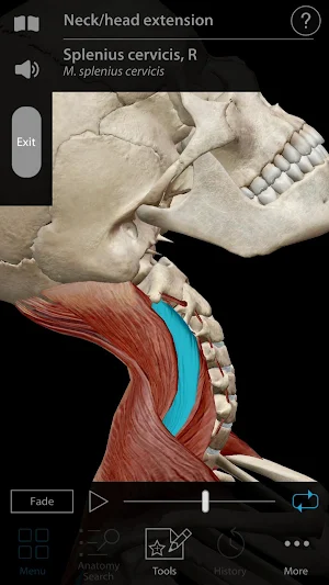 Muscle Premium - Human Anatomy, Kinesiology, Bones Screenshot 2