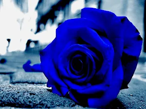 Blue Rose Wallpapers Screenshot 2