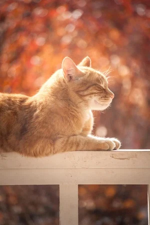 Lindos Gatitos😍Cat HD Wallpaper Screenshot 1