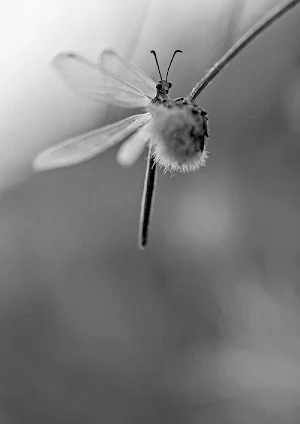 Dragonfly Wallpapers HD Screenshot 0