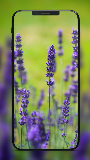 4k Wallpapers FHD Backgrounds Screenshot 1