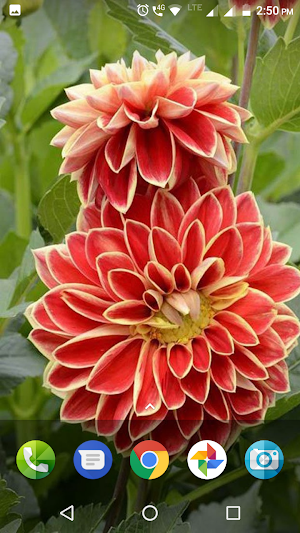 Dahlia Flower Wallpaper Hd Screenshot 0