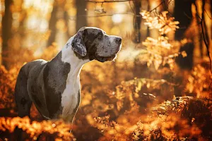 Great Dane Dog Wallpapers Screenshot 1