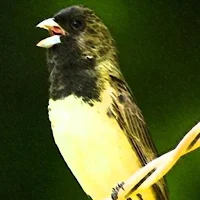 Canto de Papa Capim Tui Tui