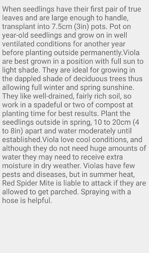 Viola Queen Charlotte Screenshot 2