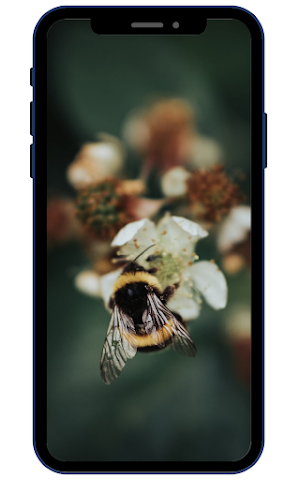 Bee Wallpapers Screenshot 1