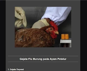 cultivation of laying hens Screenshot 1