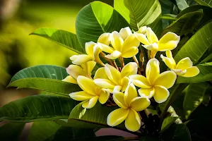 Plumeria Flower Wallpapers Screenshot 1